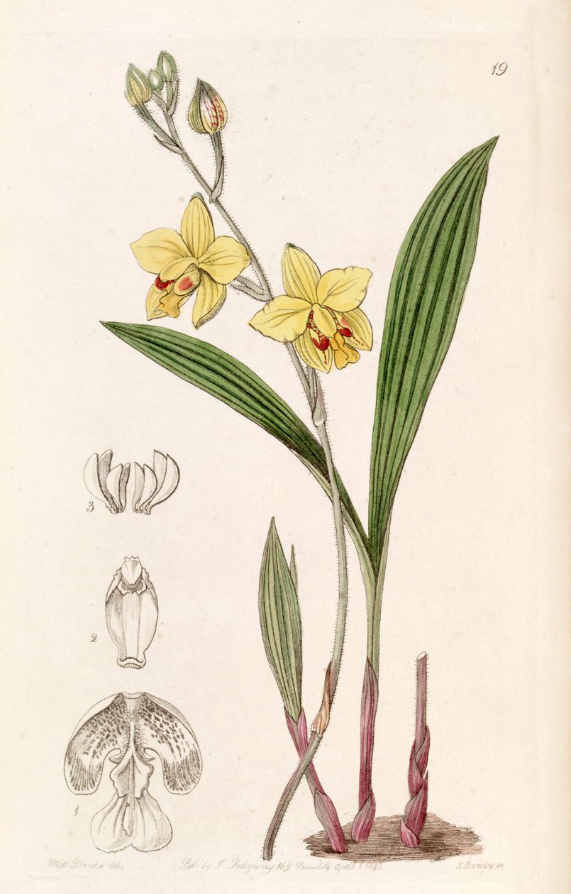 Spathoglottis pubescens (syn. Spathoglottis fortunei, Lindley Spathoglottis fortuni néven) alkotó: Miss Drake