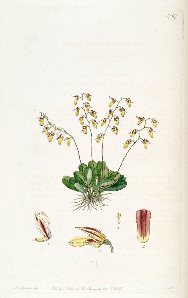 Specklinia grobyi alkotó: Miss Drake