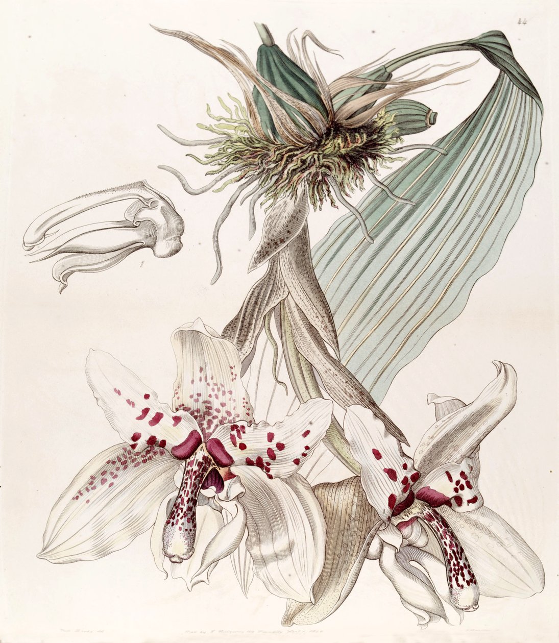 Stanhopea martiana (mint szin. Stanhopea martiana var. Bicolor) alkotó: Miss Drake