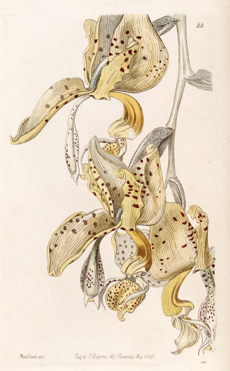 Stanhopea oculata (mint szin. Stanhopea bucephalus) alkotó: Miss Drake