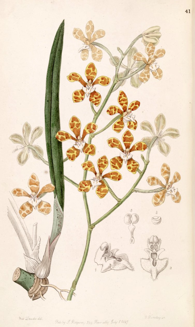 Staurochilus ionosmus (mint szin. Cleisostoma ionosmum) alkotó: Miss Drake