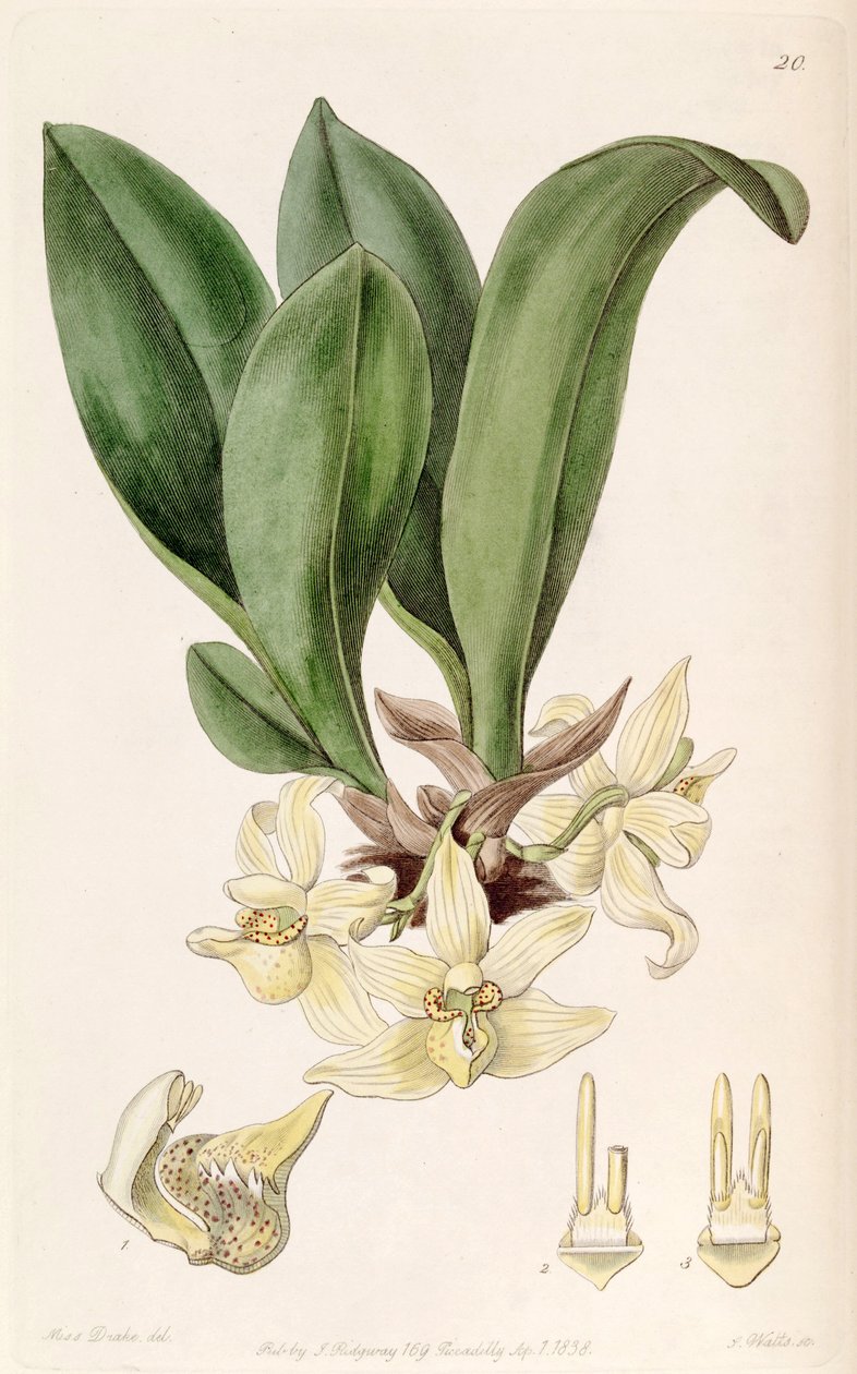 Stenia pallida alkotó: Miss Drake