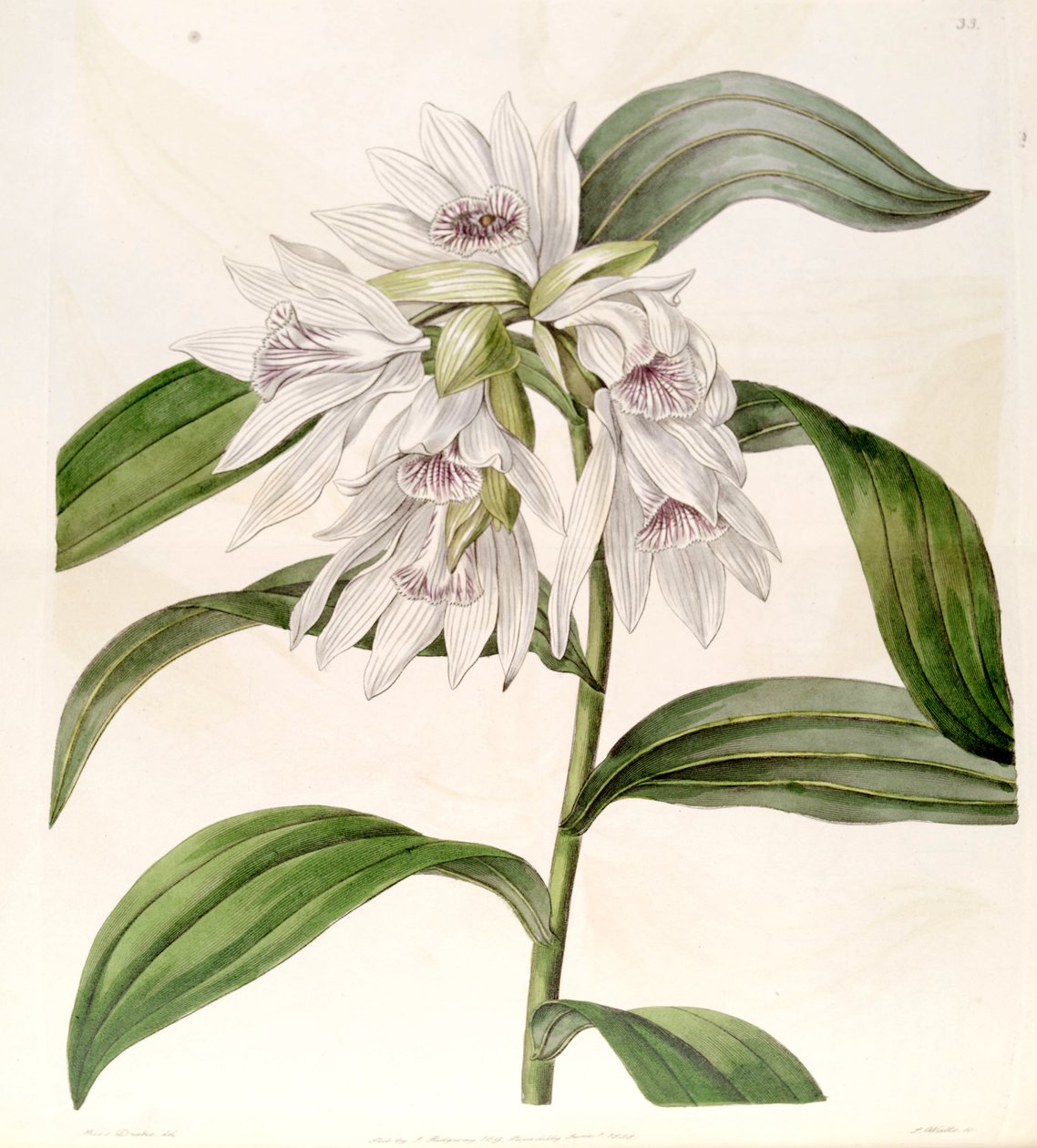 Thunia alba (mint szin. Phaius albus) alkotó: Miss Drake