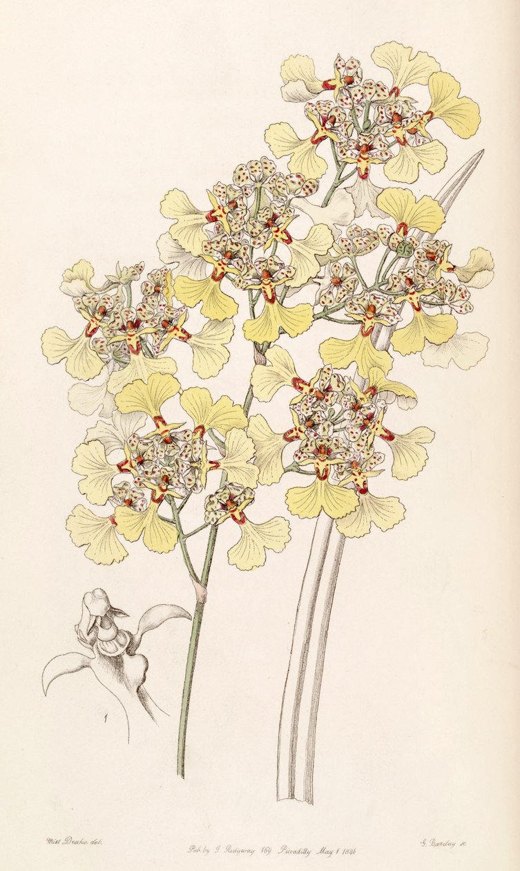 Trichocentrum lacerum (syn. Oncidium lacerum) alkotó: Miss Drake