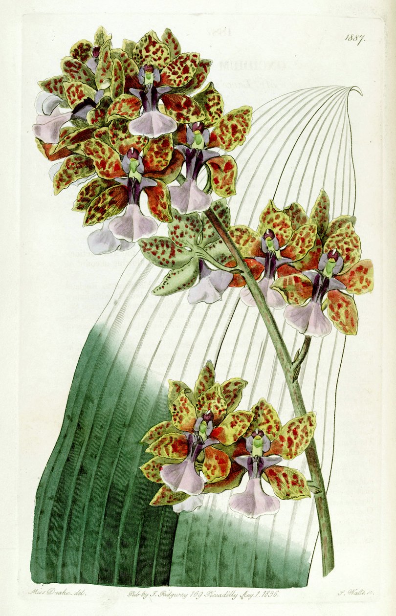 Trichocentrum lanceanum vagy Oncidium lanceanum alkotó: Miss Drake