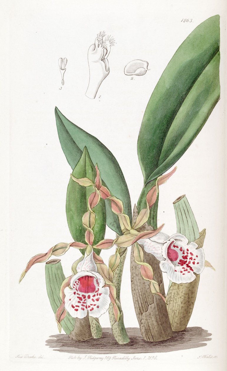 Trichopilia tortilis alkotó: Miss Drake