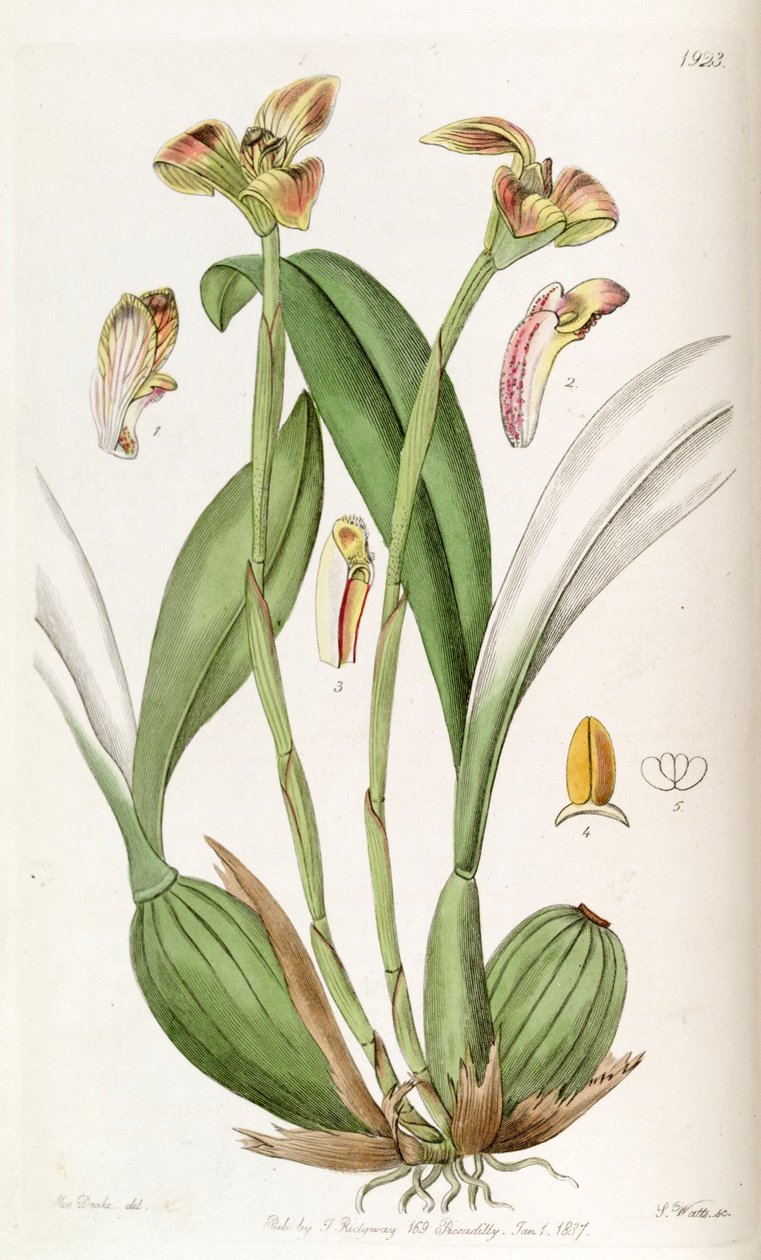 Trigonidium obtusum alkotó: Miss Drake