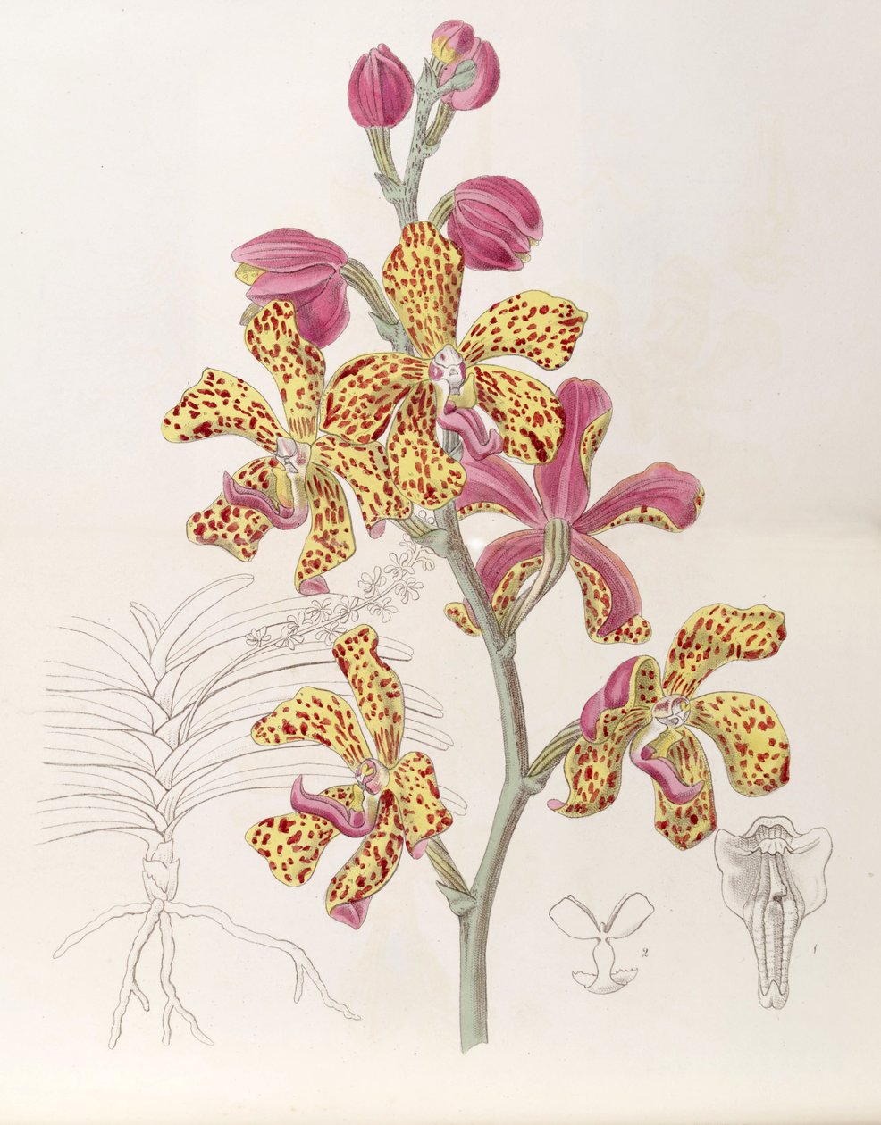 Vandopsis lissochiloides (mint sz. Vanda batemannii, betűzve Vanda batemanni) alkotó: Miss Drake