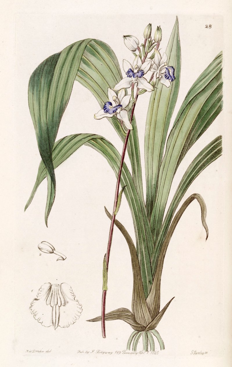 Warreella cyanea (mint szin. Warrea cyanea) alkotó: Miss Drake