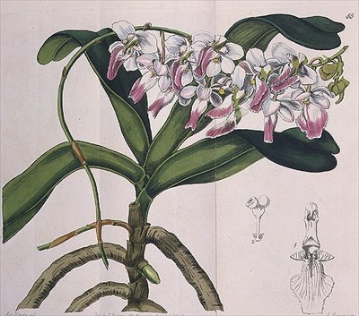 Aerides Crispum (orchidea), közzétette: I. Ridgway alkotó: Miss Drake