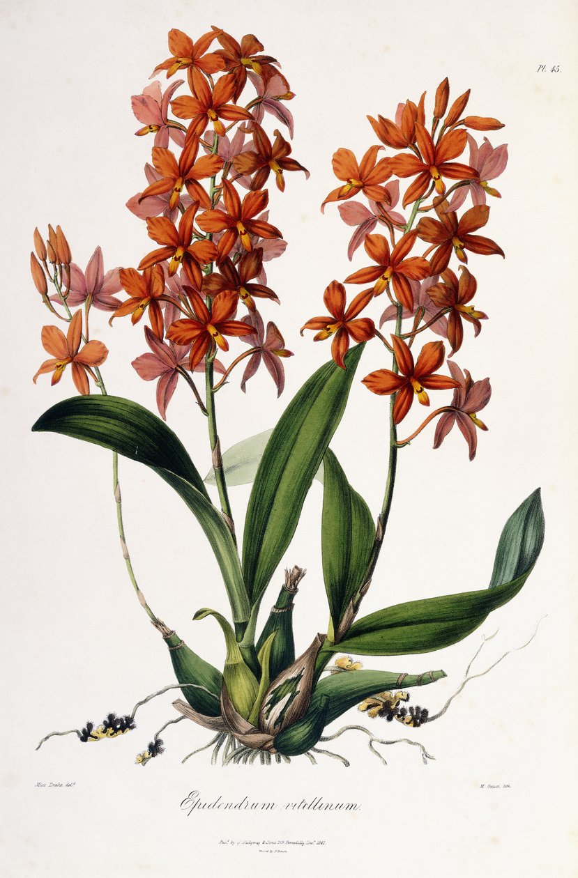 Epidendrum Vitellinus, 1837-41 körül alkotó: Miss Drake