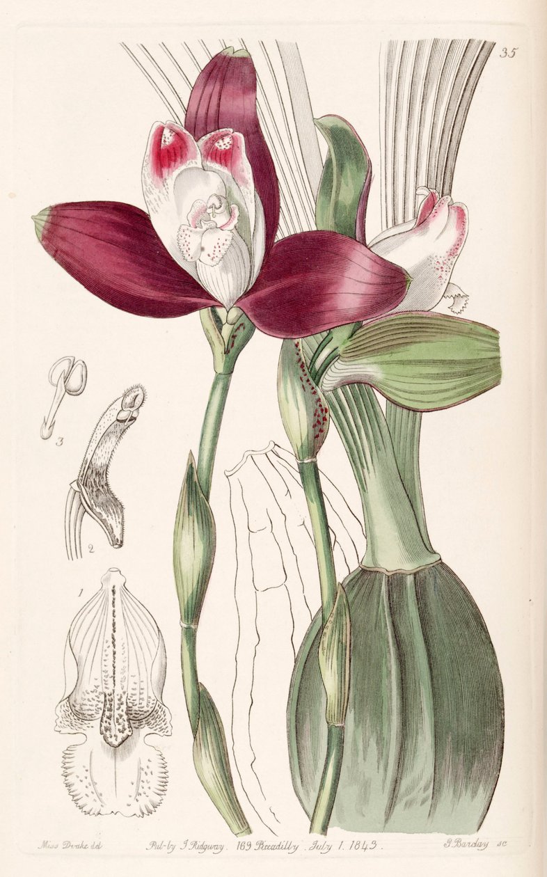Lycaste macrophylla (mint Lycaste plana) alkotó: Miss Drake