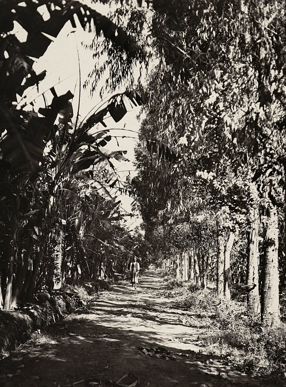 „Birodalom építése” a fasiszta korban: gyümölcsös liget Cherenben, 1936.05.09. (f/w fotó) alkotó: Modestino Baldinetti