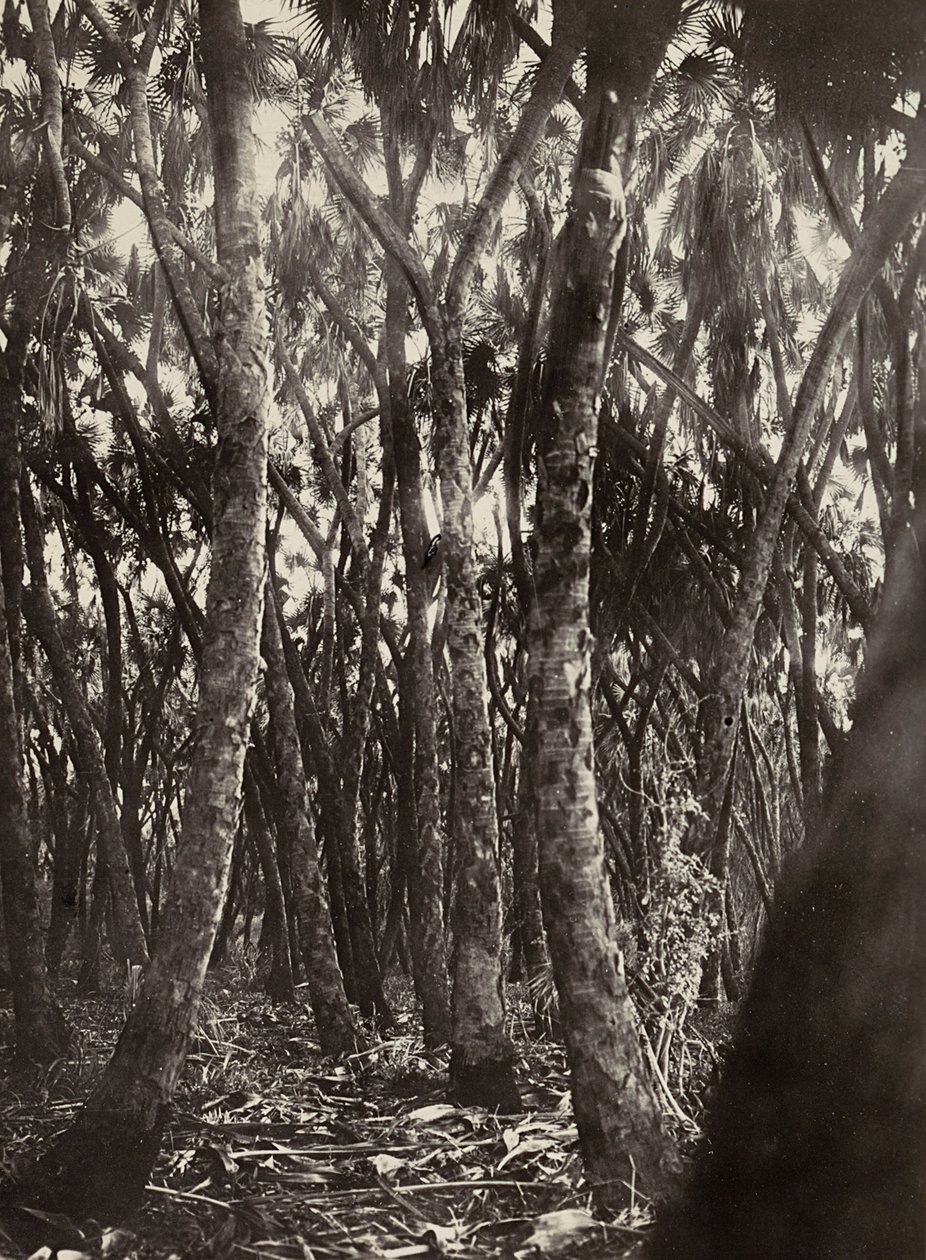 „Birodalom építése” a fasiszta korban: Dum pálmaliget, 1936.09.05. (f/w fotó) alkotó: Modestino Baldinetti