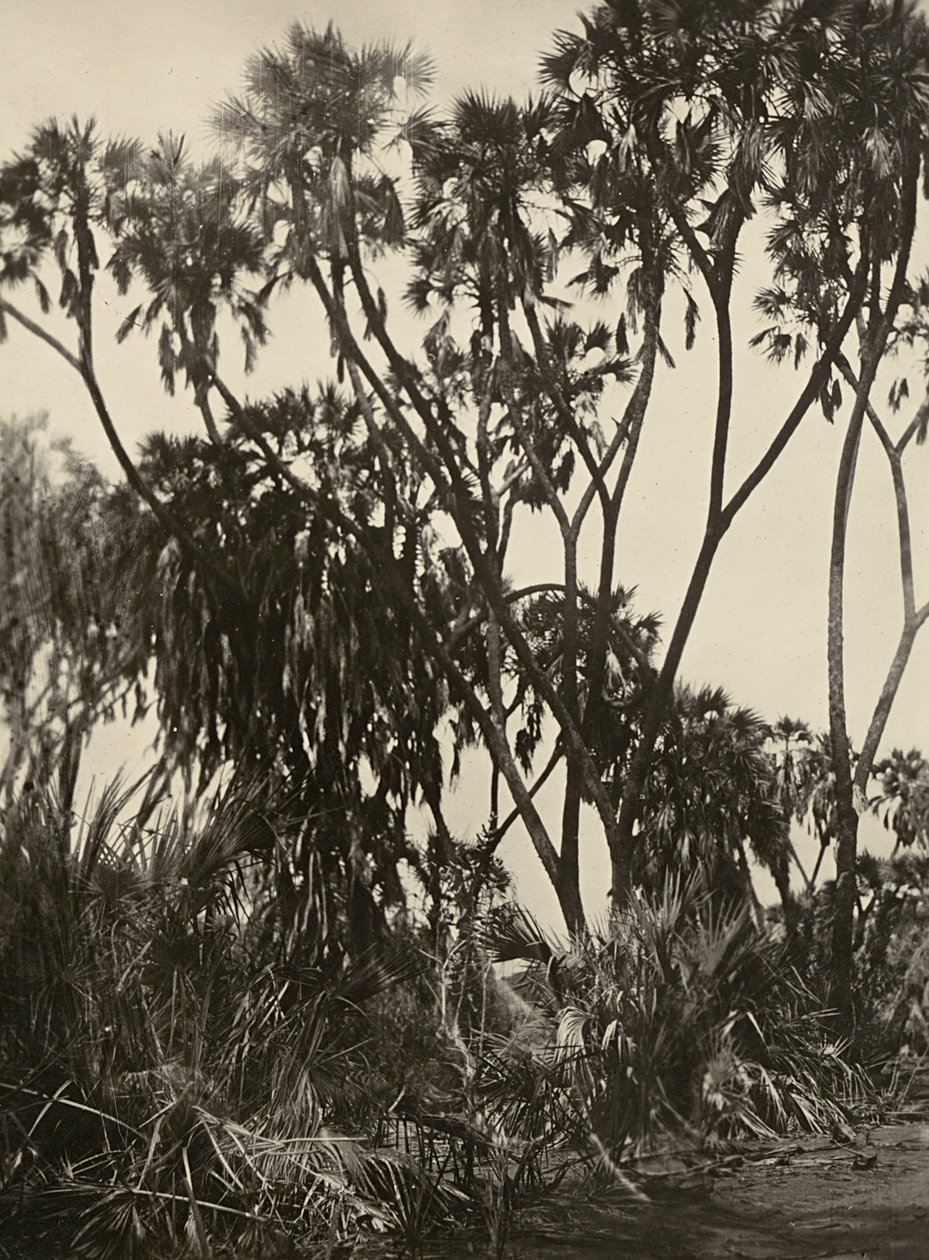 „Birodalom építése” a fasiszta korban: Dum pálmaliget, 1936.09.05. (f/w fotó) alkotó: Modestino Baldinetti