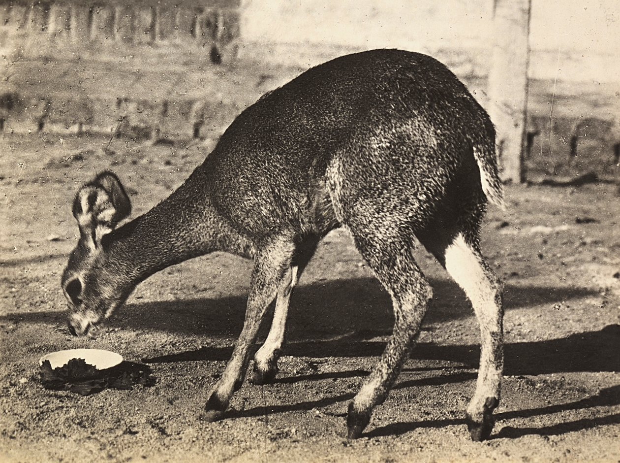 „Birodalom építése” a fasiszta korban: antilop, 1936.09.05. (f/w fotó) alkotó: Modestino Baldinetti