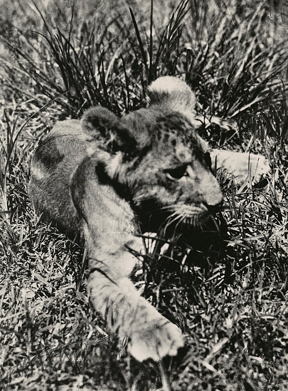 „Birodalom építése” a fasiszta korban: példa egy fiatal oroszlánra, 1936.09.05. (f/w fotó) alkotó: Modestino Baldinetti