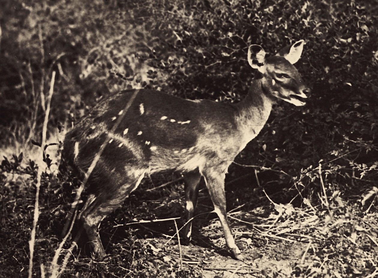 „Birodalom építése” a fasiszta korban: antilop, 1936.05.09. (f/w fotó) alkotó: Modestino Baldinetti