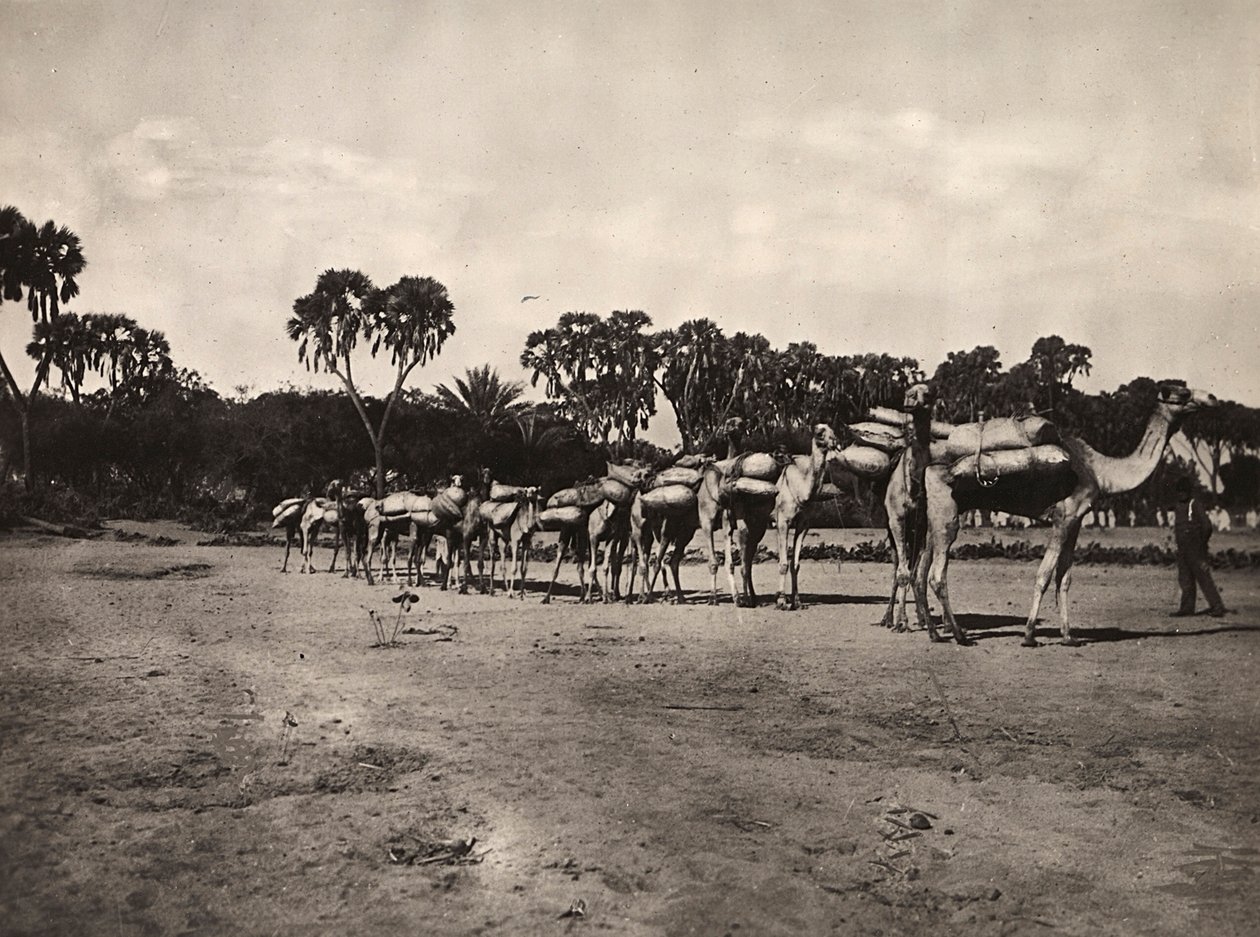 „Birodalom építése” a fasiszta korban: tevekaraván, 1936.09.05. (f/w fotó) alkotó: Modestino Baldinetti