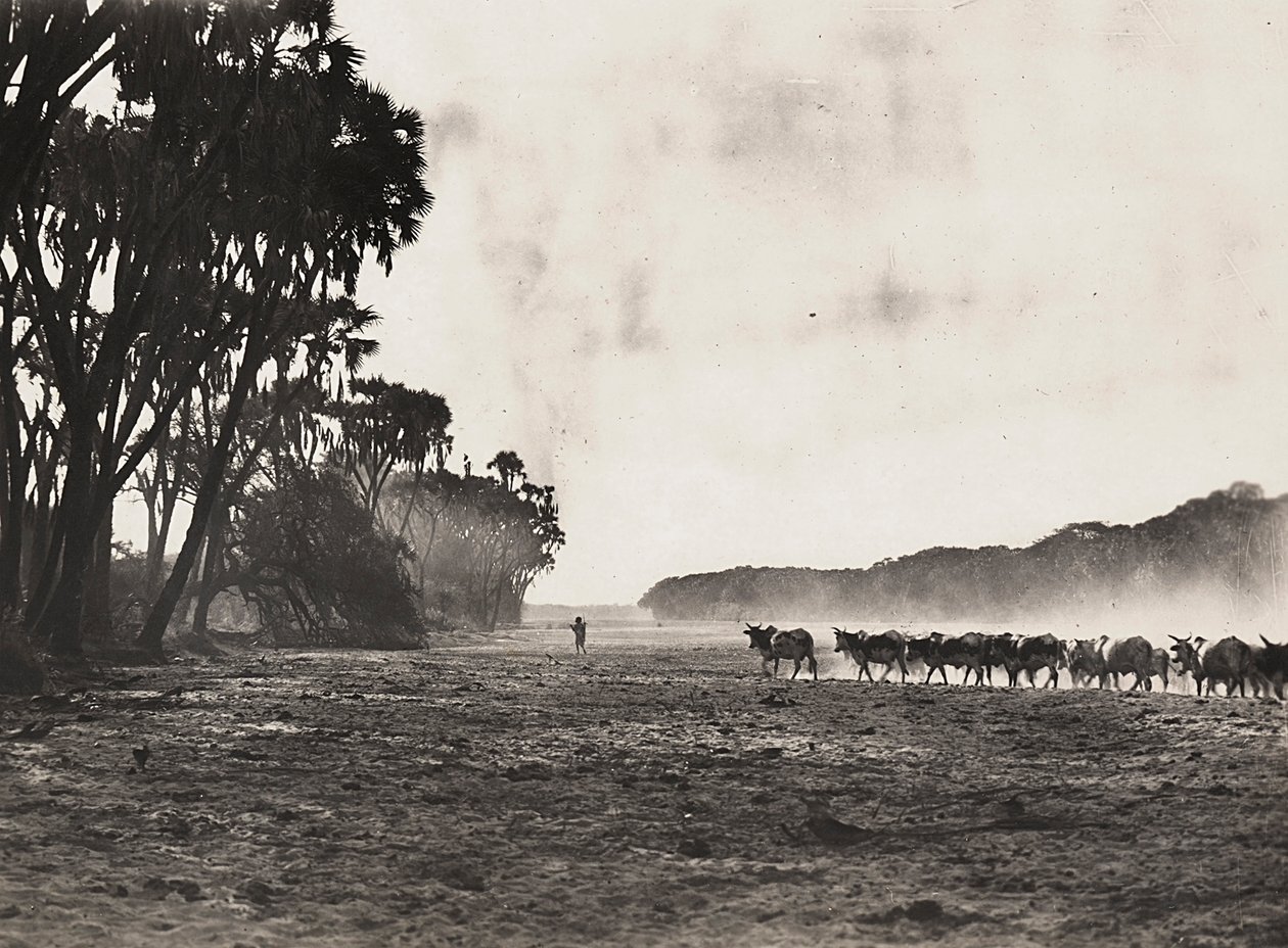 „Birodalom építése” a fasiszta korban: a Gasc folyó felé terelt marhák, 1936.09.05. (f/w fotó) alkotó: Modestino Baldinetti