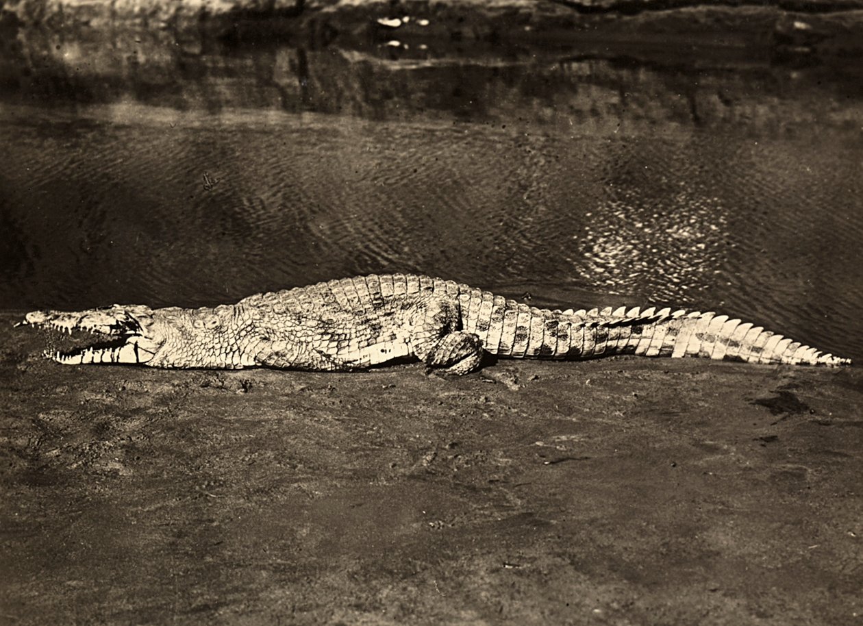 „Birodalom építése” a fasiszta korban: krokodil, 1936.09.05. (f/w fotó) alkotó: Modestino Baldinetti