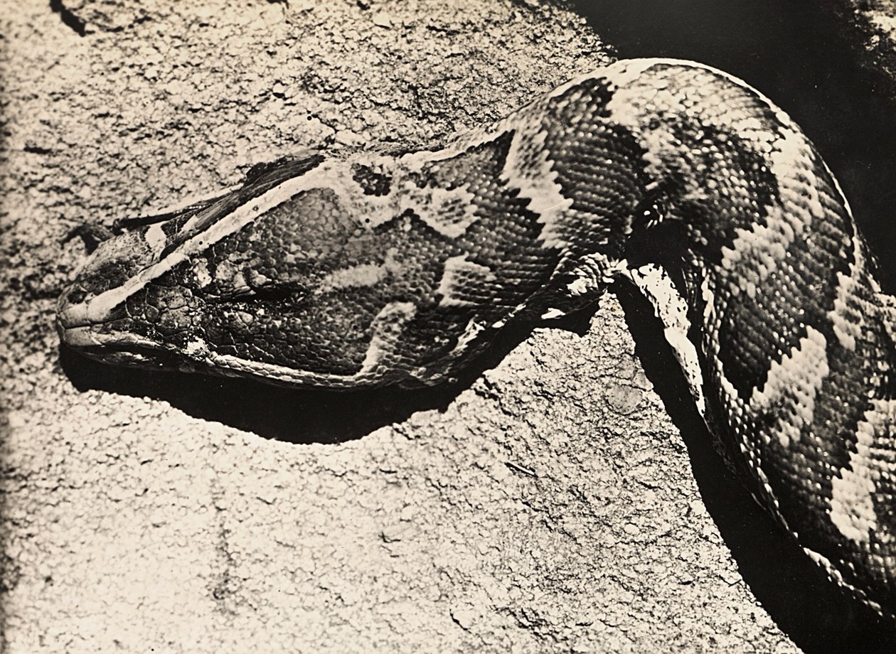 „Birodalom építése” a fasiszta korban: egy piton feje, 1936.09.05. (f/w fotó) alkotó: Modestino Baldinetti