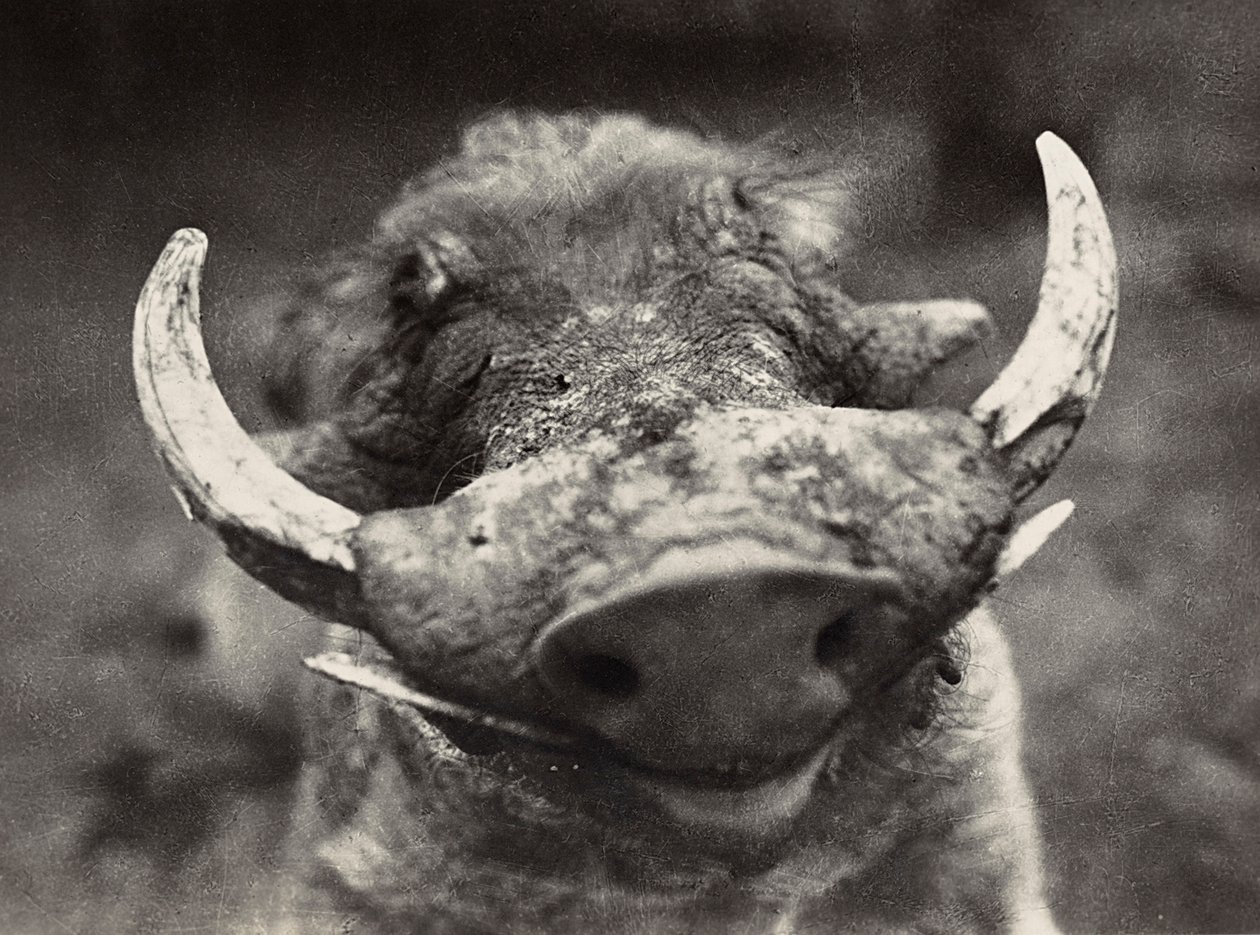 „Birodalom építése” a fasiszta korban: vaddisznó feje, 1936.09.05. (f/w fotó) alkotó: Modestino Baldinetti