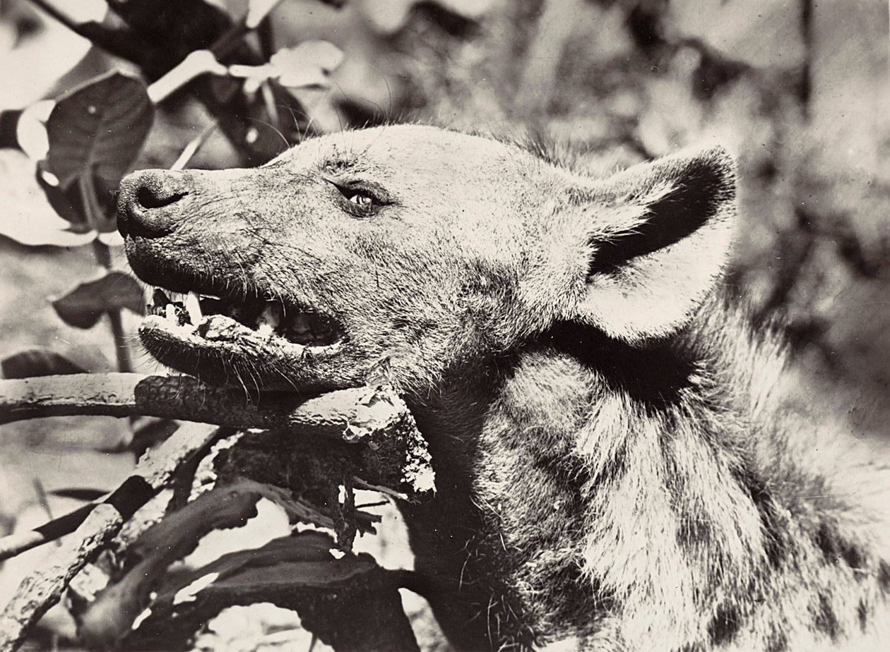 „Birodalom építése” a fasiszta korban: hiéna feje, 1936.09.05. (f/w fotó) alkotó: Modestino Baldinetti