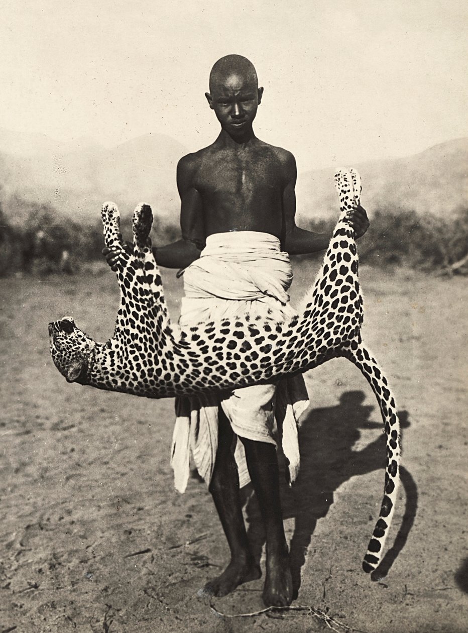 „Birodalom építése” a fasiszta korban: leopárdot bemutató bennszülöttek, 1936.09.05. (f/w fotó) alkotó: Modestino Baldinetti