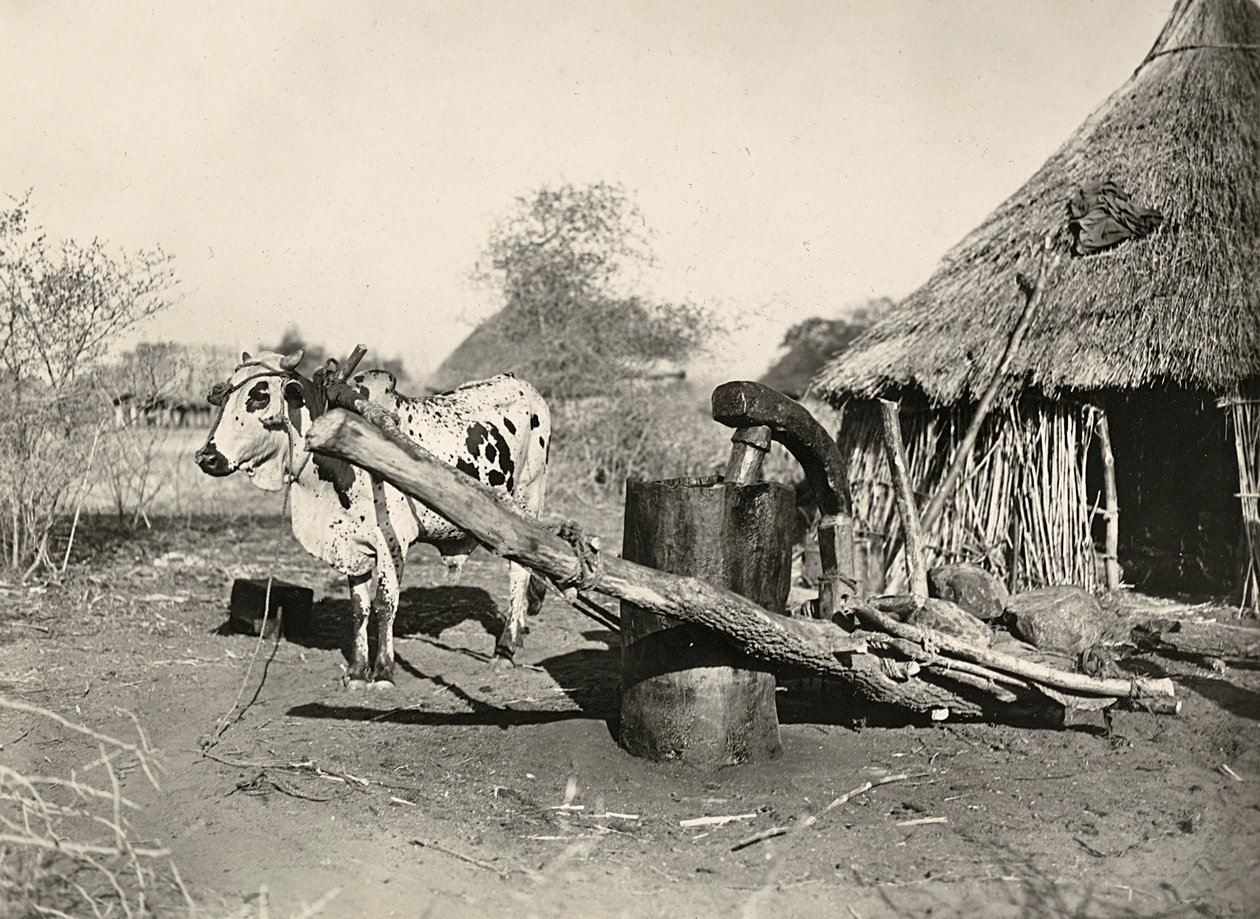 „Birodalom építése” a fasiszta korban: bennszülött olajgyártó, 1936.09.05. (f/w fotó) alkotó: Modestino Baldinetti