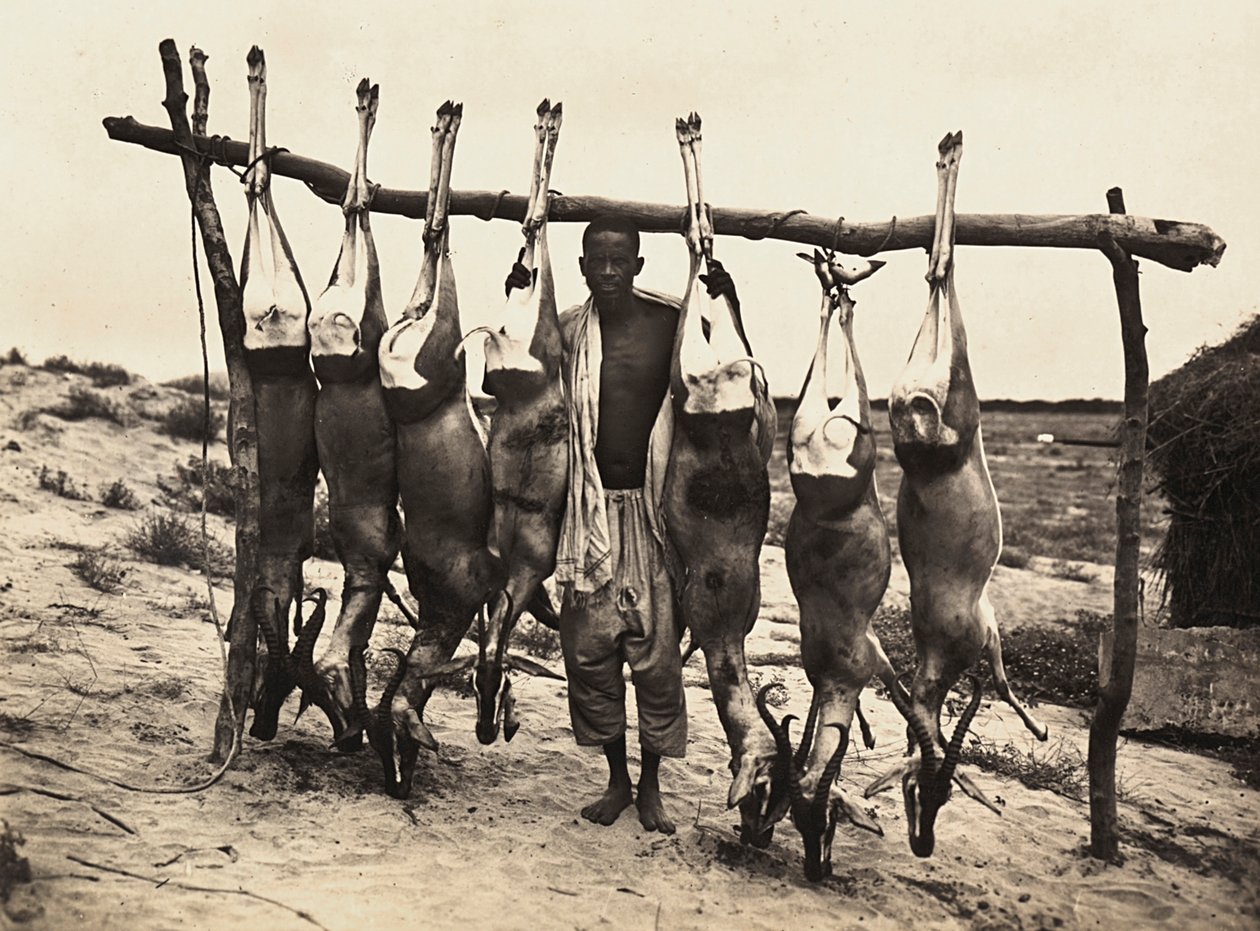 „Birodalom építése” a fasiszta korban: néhány befogott szarvas, 1936.09.05. (f/w fotó) alkotó: Modestino Baldinetti