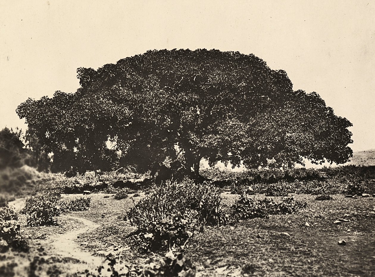 „Birodalom építése” a fasiszta korban: a „Sicomoro”, olasz foglyok udvara 1896-ban Aduában, 1936.05.09. (f/w fotó) alkotó: Modestino Baldinetti