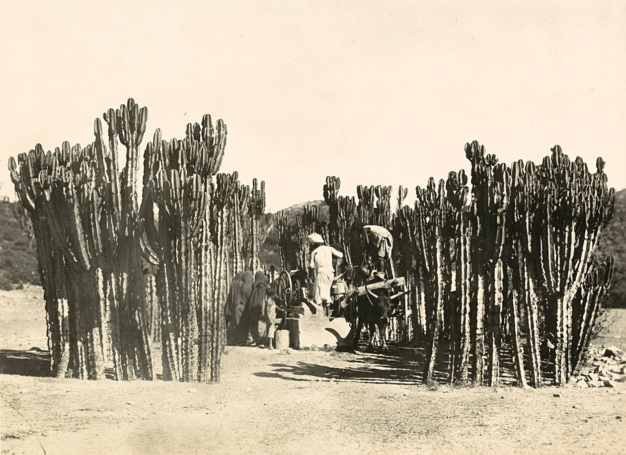 „Birodalom építése” a fasiszta korban: Nacfa kútja, 1936.09.05. (f/w fotó) alkotó: Modestino Baldinetti