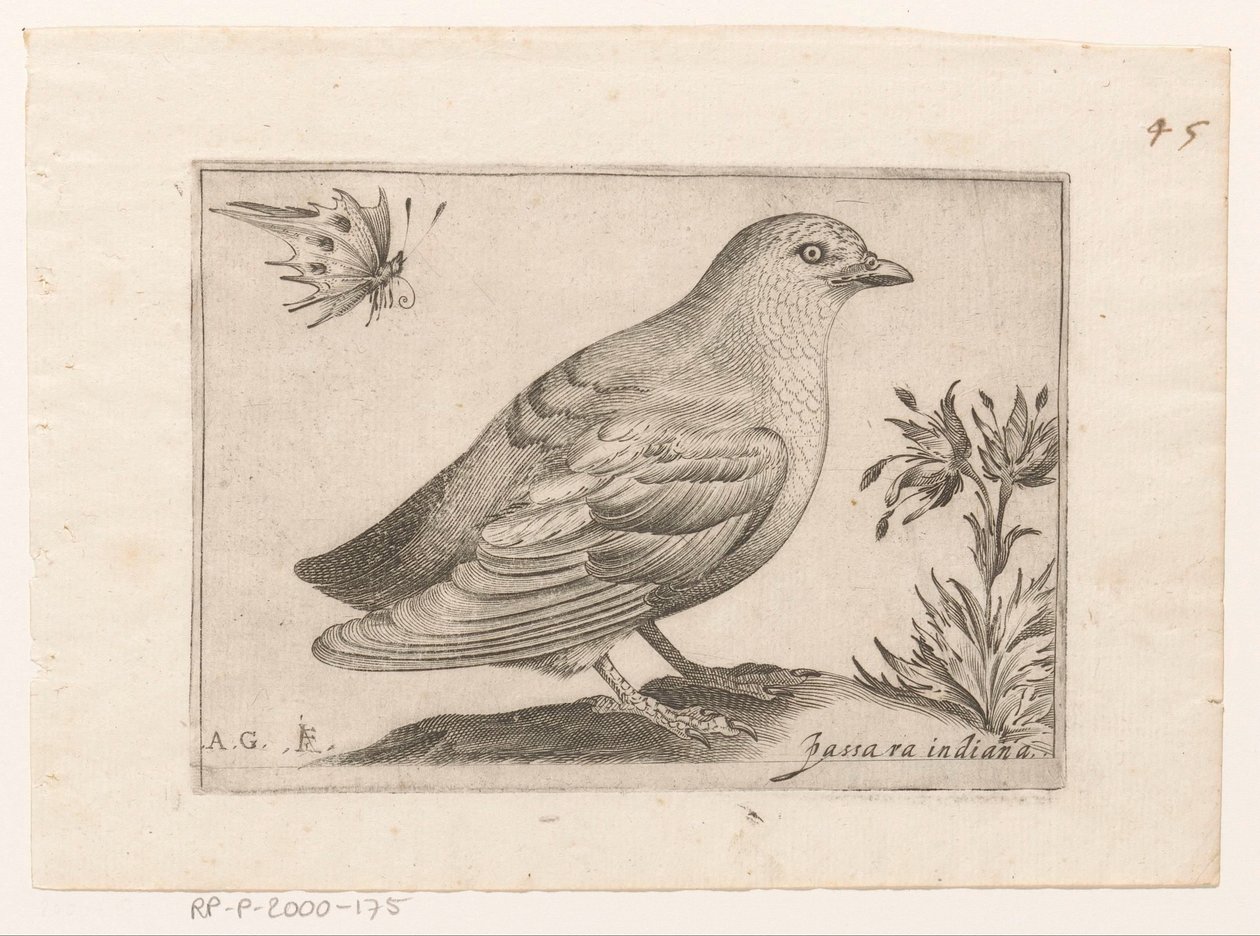 Vogel Passra Indiana (cím a tárgyon) Vogels (sorozat címe) alkotó: Monogrammist AG