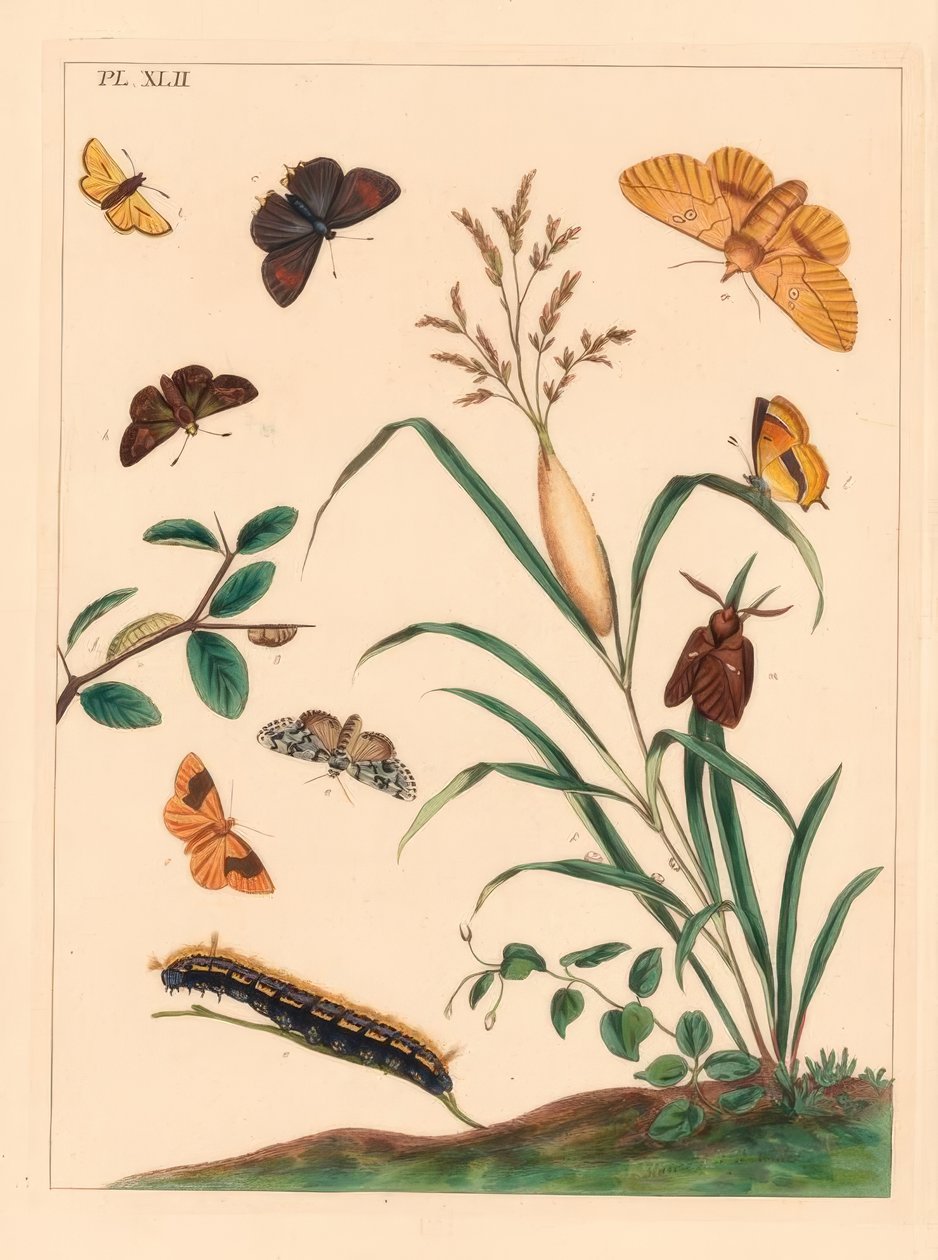 Itatómoly, Euthrix potatoria, barna szőrcsík, Thecla betulae, nagy kapitány, Ochlodes sylvanus, kis kapitány, Thymelicus sylvestris, ritka marvel du jour, Dipthera runica és barred umbra, Plagodis pulveraria alkotó: Moses Harris