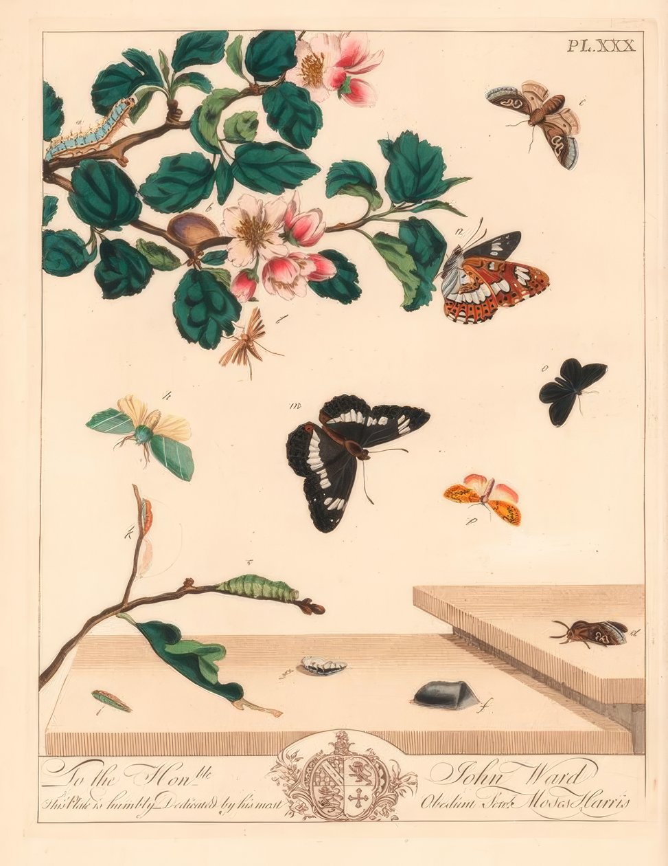 Nyolc lepke, Diloba caeruleocephala, fehér admirális, Limenitis arthemis, kéményseprő, Odezia atrata, vörös ívmoly, Callimorpha miniata, barna tollazatú lepke, Pterophorus pterodactylus, ritka ezüstvonalak, Bena bicolorana, Hypenoutout moth és sn alakja alkotó: Moses Harris