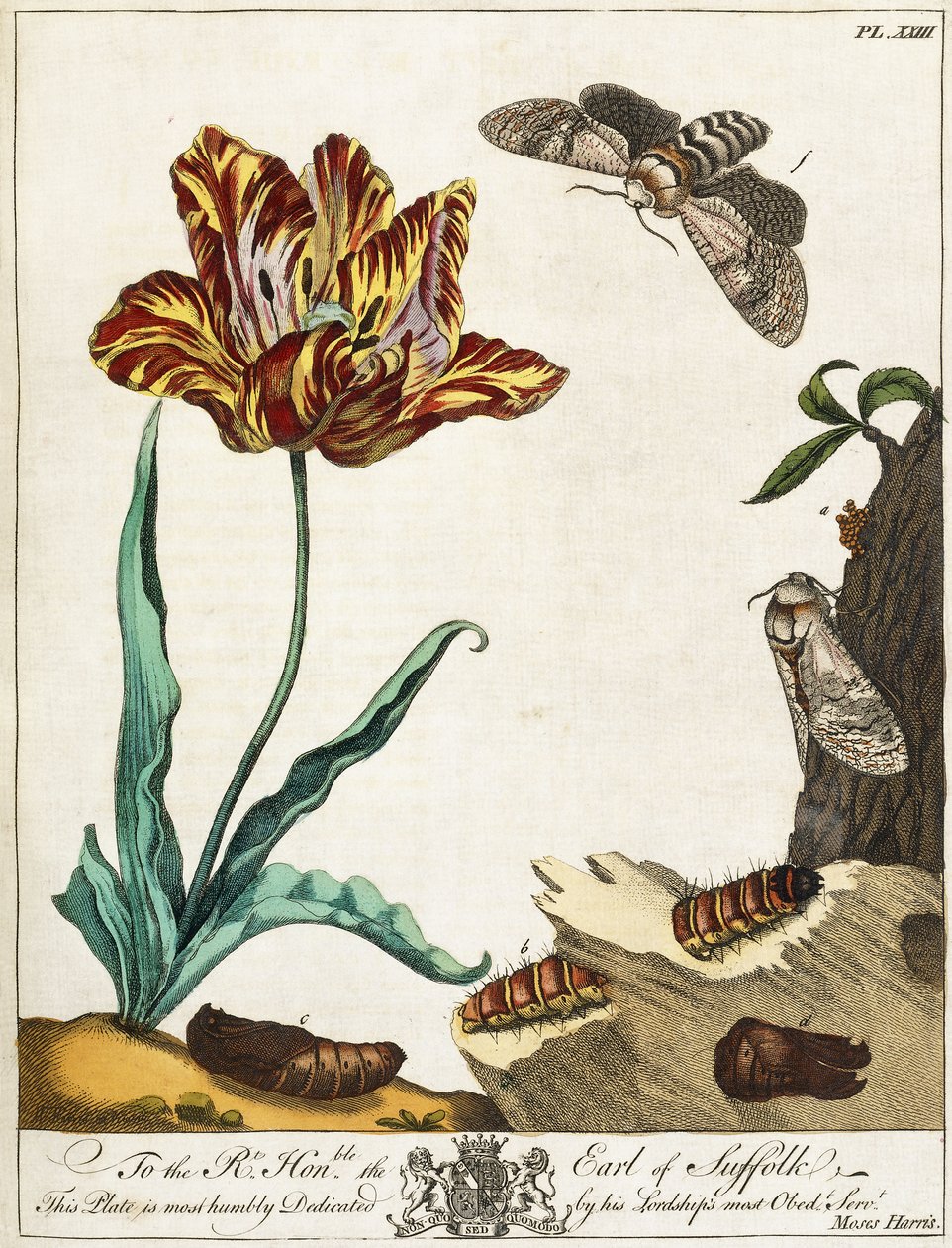Egy lepke életciklusa, 23. tábla, "The Aurelian, or Natural History of English Insects", 1778 alkotó: Moses Harris