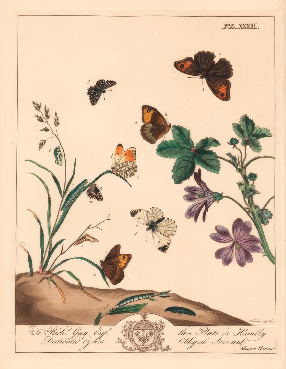 Réti barna pillangó, Maniola jurtina, fás hölgy vagy narancssárga hegy, Anthocharis cardamines és grizzled kapitány, Pyrgus alveolus alkotó: Moses Harris