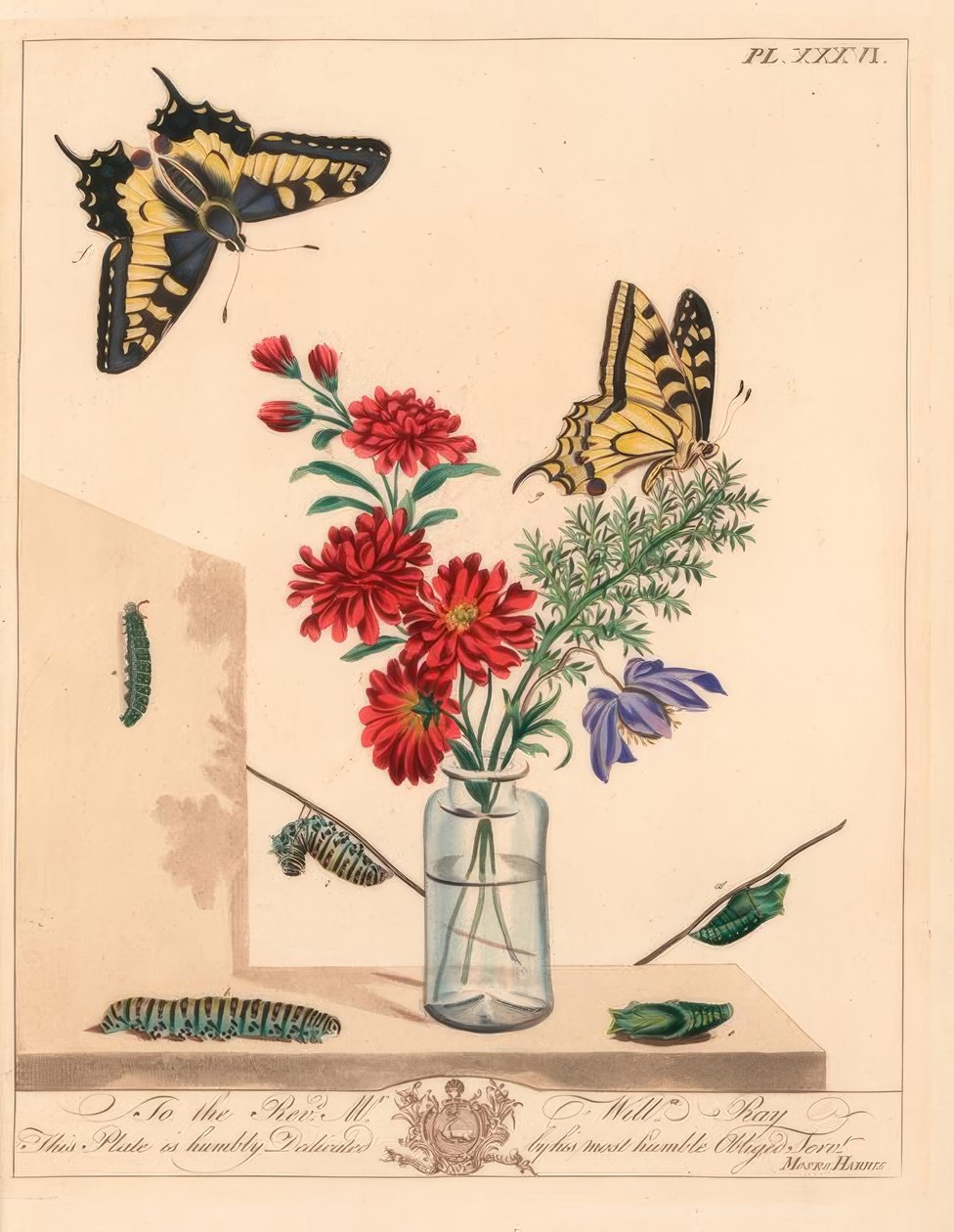 Fecskefarkú pillangó, Papilio machaon. Kézi színezett litográfia illusztráció után alkotó: Moses Harris