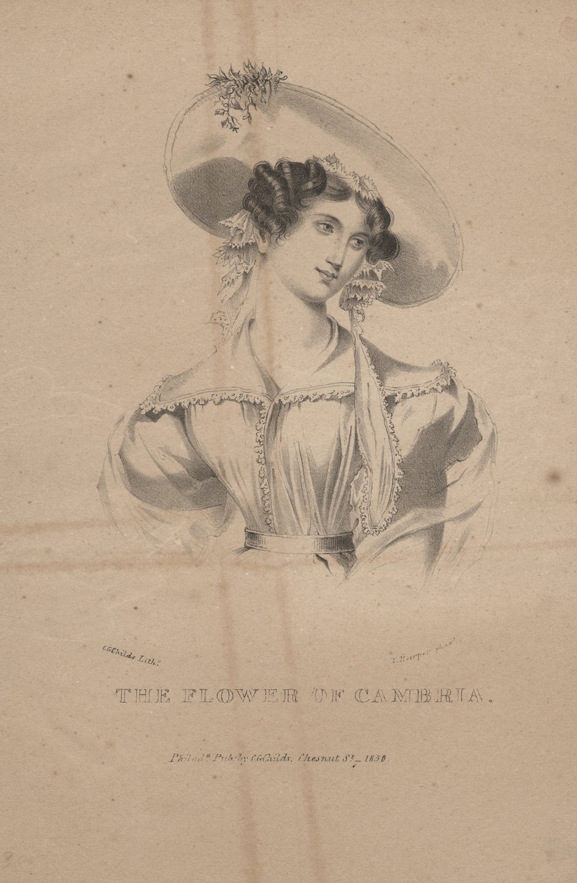 Cambria virága, C.G. Childs litográfiája, 1830 alkotó: Moses Swett