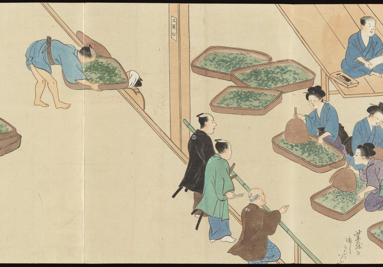 Illusztrációk az Uji Tea termeléséről alkotó: Motonari Sait?