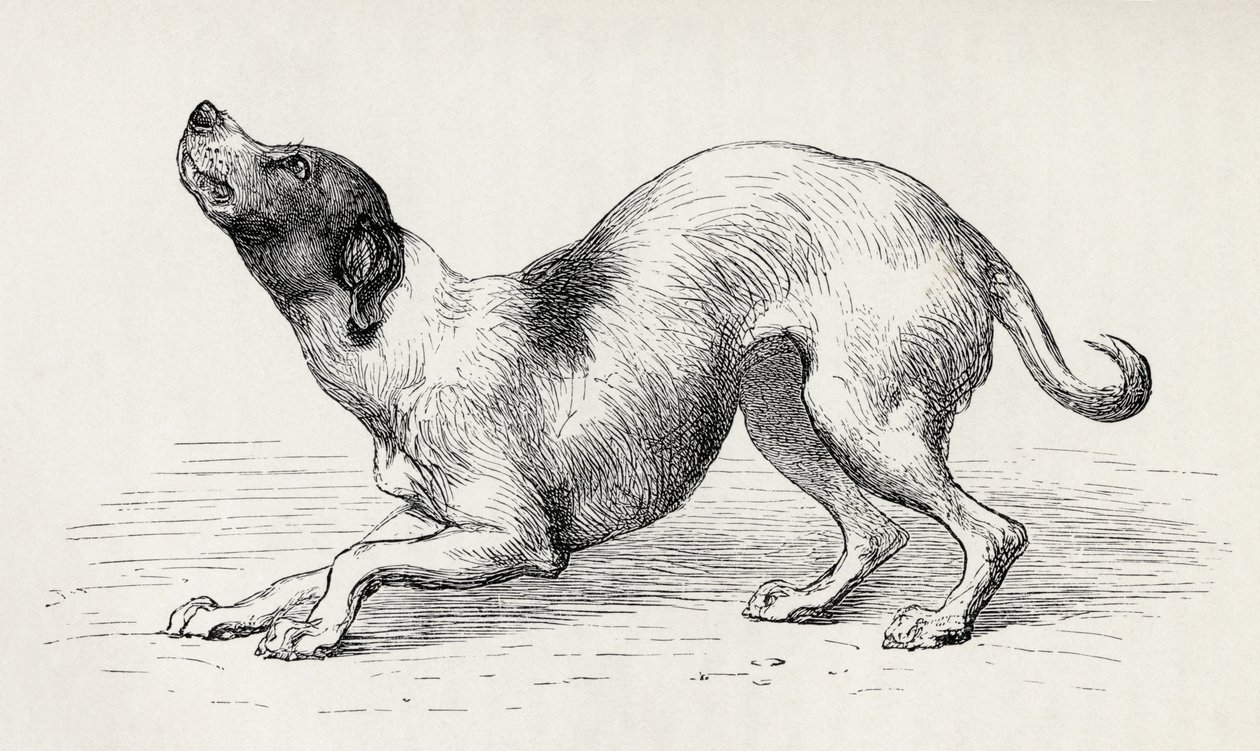 Kutya alázatos és szeretetteljes lelkiállapotban, Charles Darwin "Az érzelmek kifejezése az emberben és az állatokban" című művéből, 1872. alkotó: Mr. Riviere