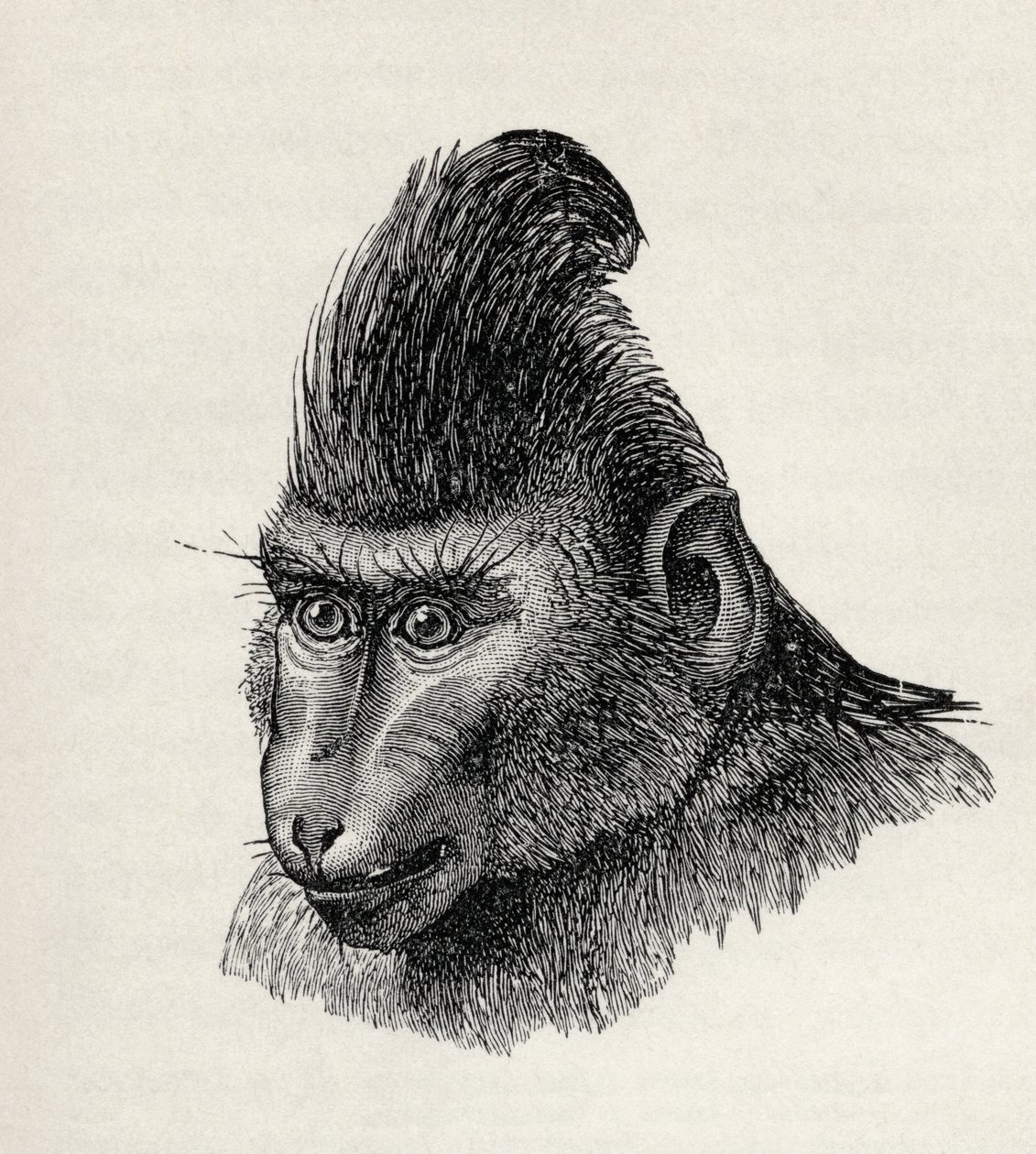 Cynopithecus niger nyugodt állapotban, Charles Darwin „Az érzelmek kifejezése az emberben és az állatokban” című művéből, 1872 alkotó: Mr. Wolf