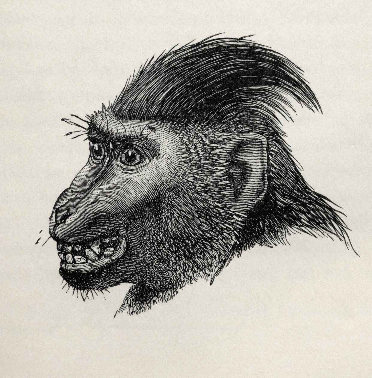 Cynopithecus niger, ha örül a simogatásnak, Charles Darwin „Az érzelmek kifejezése az emberben és az állatokban” című művéből, 1872 alkotó: Mr. Wolf