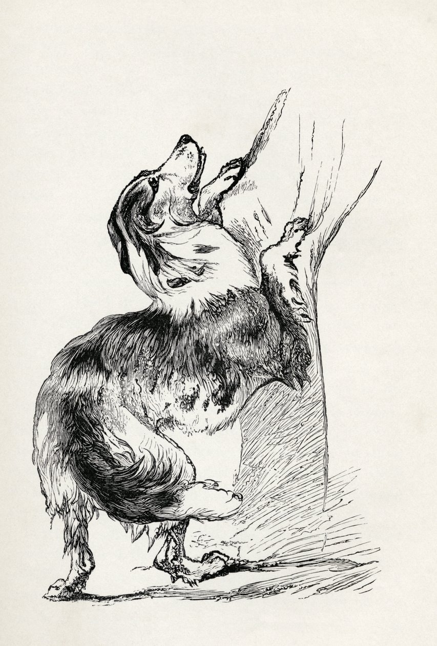Félvér pásztorkutya, aki simogatja gazdáját, Charles Darwin „Az érzelmek kifejezése az emberben és az állatokban” című művéből, 1872 alkotó: Mr. A. May