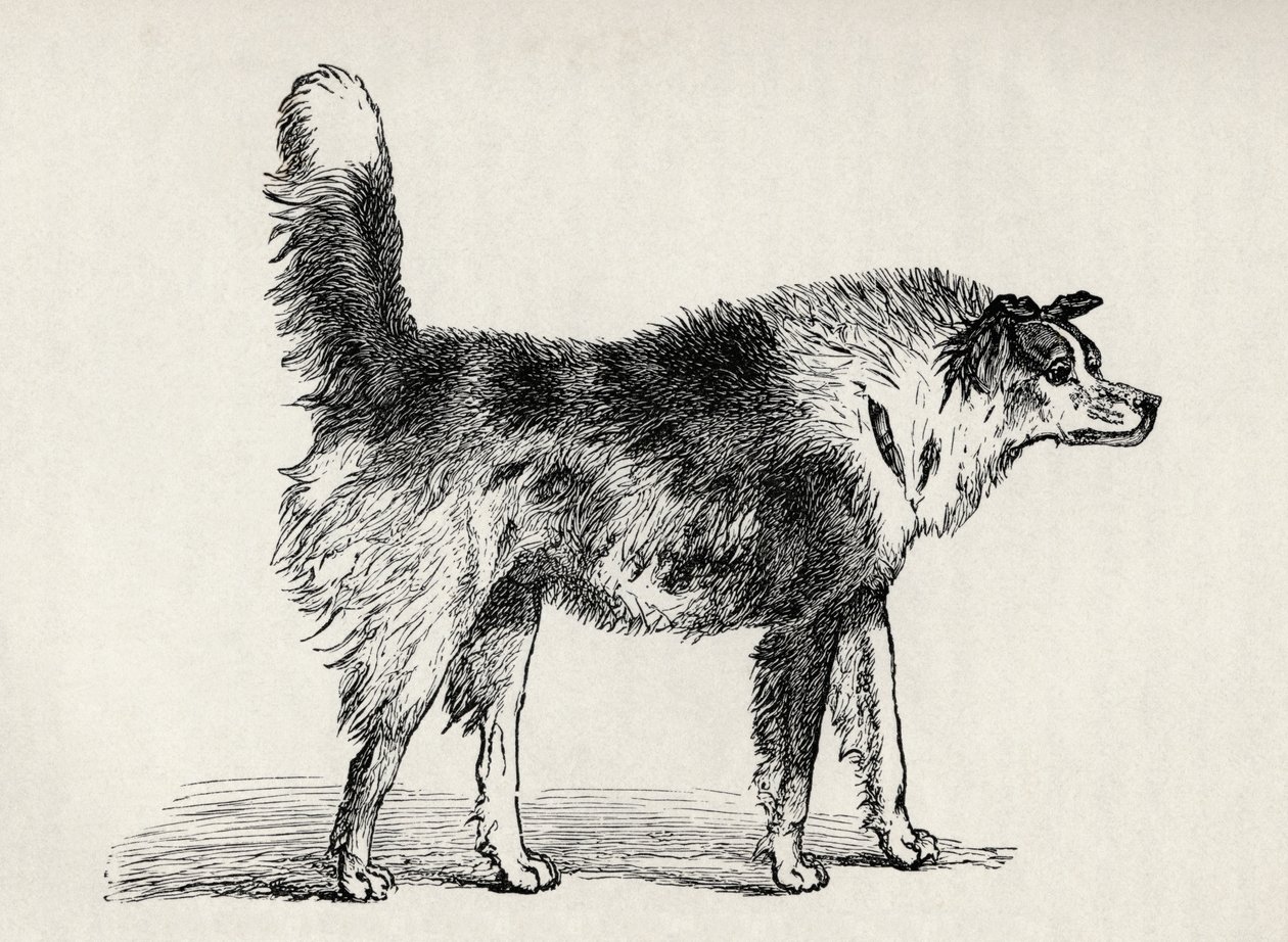 Féltestvérű pásztorkutya ellenséges szándékkal, Charles Darwin „Az érzelmek kifejezése az emberben és az állatokban” című művéből, 1872 alkotó: Mr. A. May