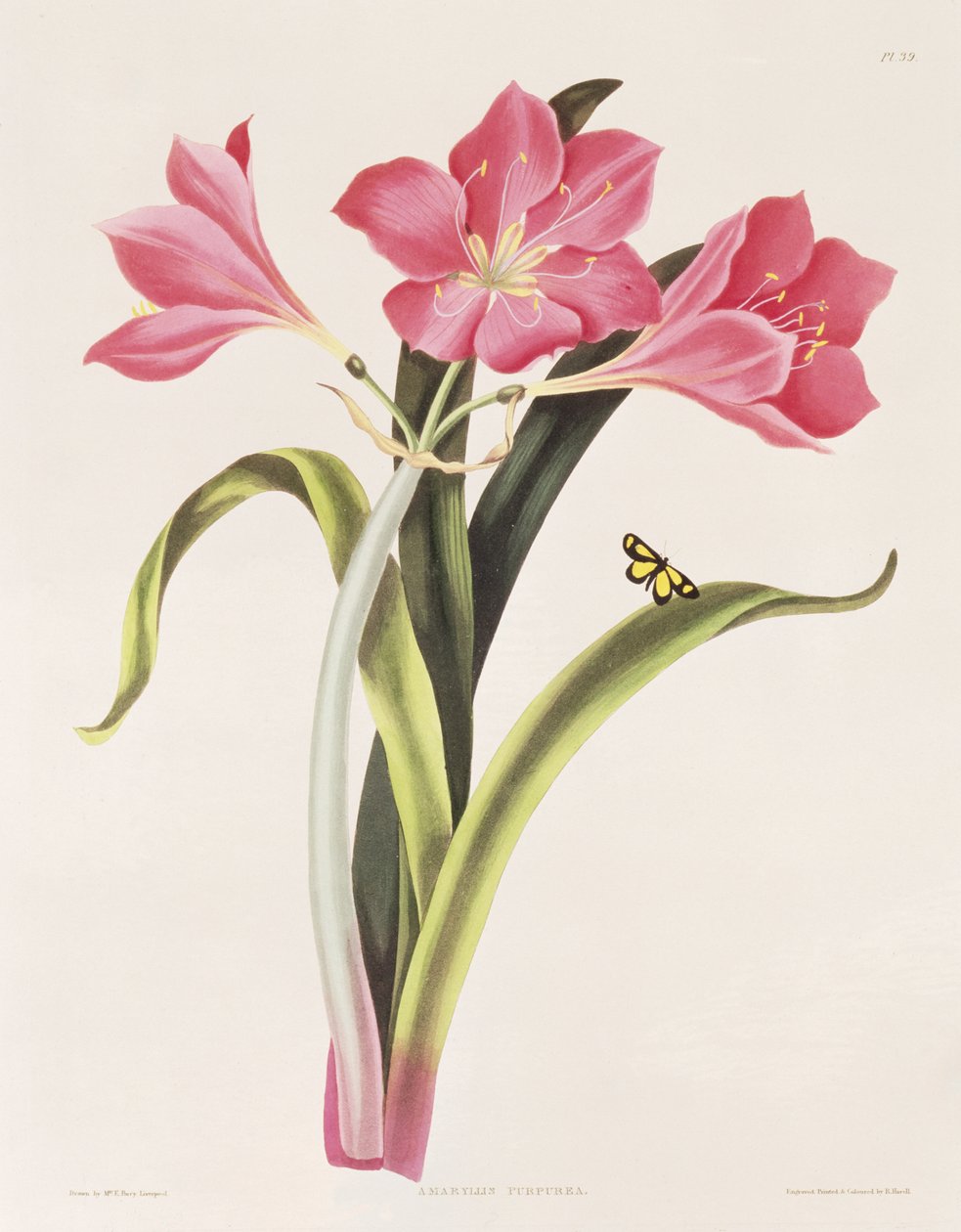 Amaryllis purpurea, 39. tábla a "Selection of Hexandrian Plants"-ból, metszett: Robert Havell (1769-1832), pub. 1831-34 alkotó: Mrs Edward Bury