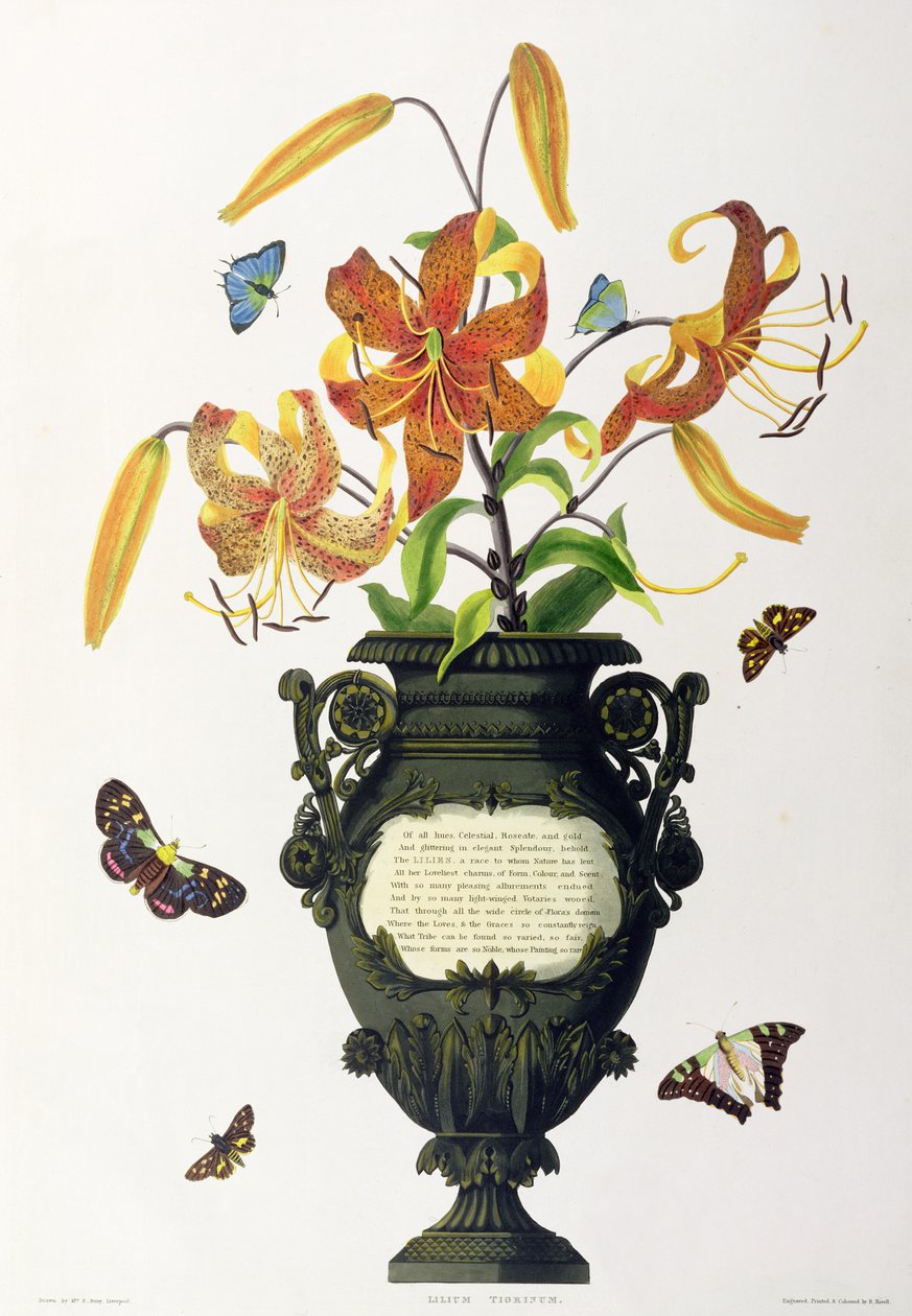 Lilium tigrinum (Tigrisliliom), a "Hexandriai növények válogatásából", R. Havell metszete, 1831-34 körül alkotó: Mrs Edward Bury