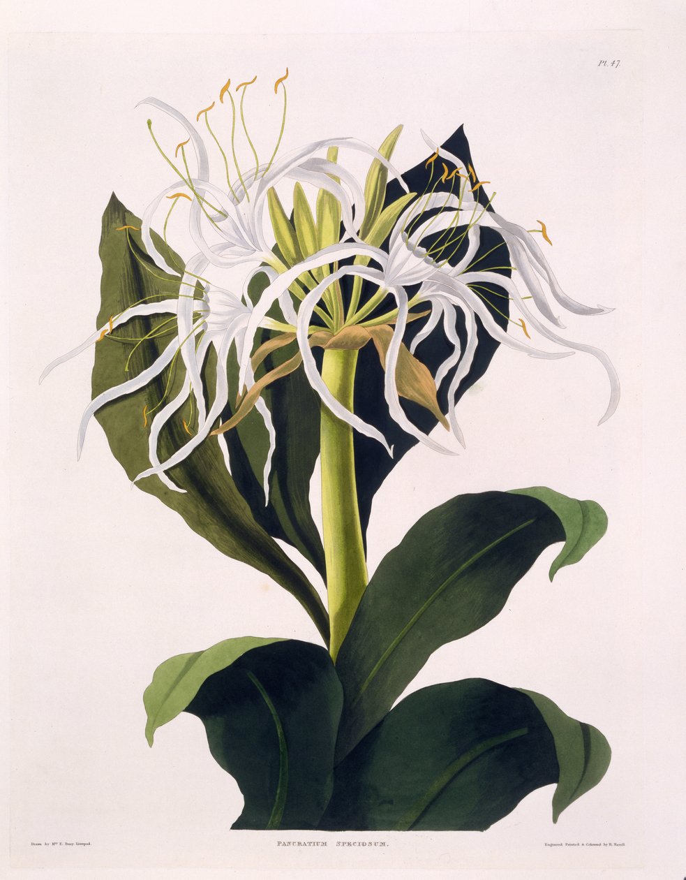 Pancratium Speciosum, 47. tábla az „A Selection of Hexandrian Plants”-ból, R Havell, London, 1831-1834 (kézzel színezett metszet) alkotó: Mrs Edward Bury