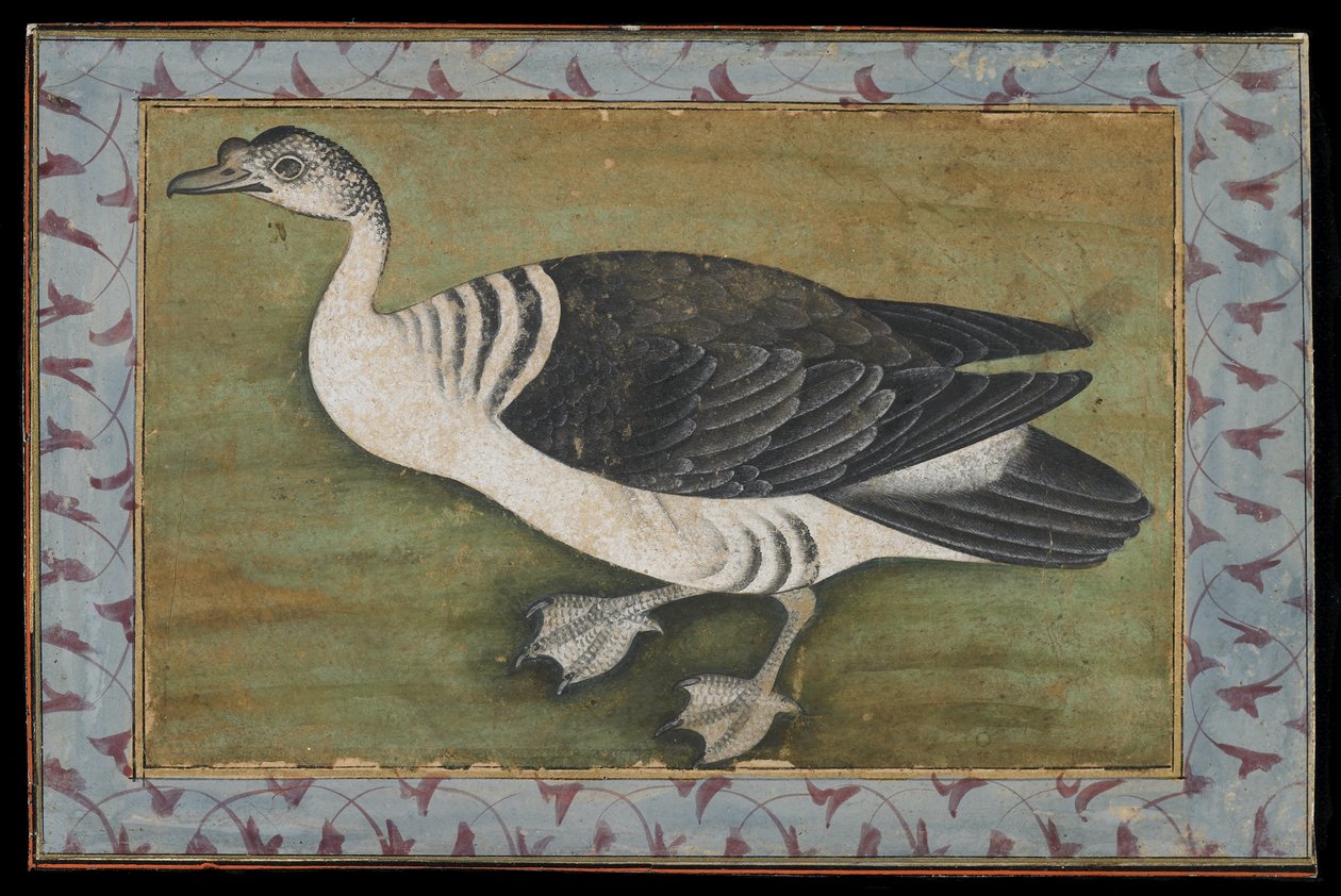 Fésűs kacsa, Festmény, 18. század vége alkotó: Mughal School